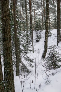 Kış orman manzarası beyaz kabarık karla kaplı.