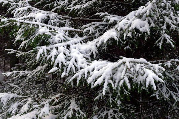 Winter Forest Landscape Covered White Fluffy Snow Stock Picture