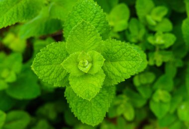 Parlak yeşil nane yaprakları, bahçede