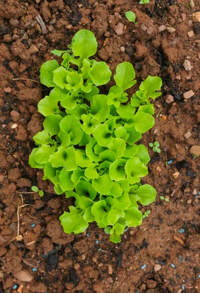 Plantes Levées Salade Verte Dans Jardin Sur Lit — Photo