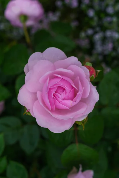 Красочные Красивые Нежные Цветы Розы Саду — стоковое фото