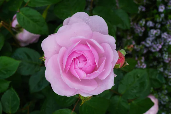 Colorful Beautiful Delicate Flower Rose Garden — Stock Photo, Image