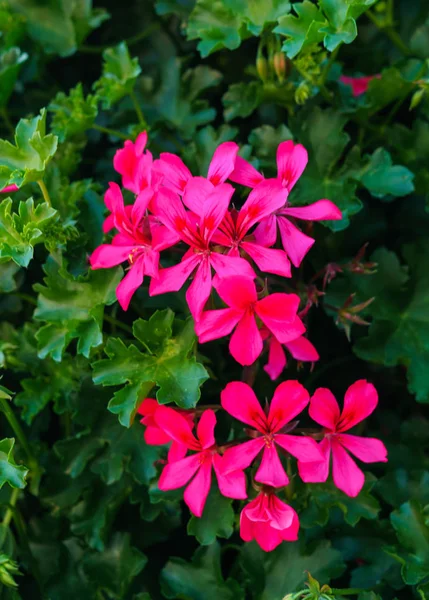 A beautiful multi-colored pelargonium on a flower bed — Stock Photo, Image