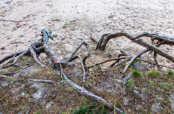 Lielupe Nehri üzerinde içinde erken bahar Letonya manzara — Stok fotoğraf