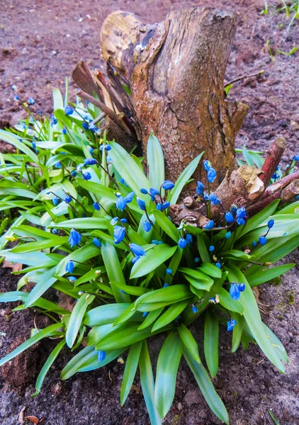 Pierwsze wiosenne kwiaty - mało niebieski kwiaty Scylla. Tło wiosna kwiatów. — Zdjęcie stockowe