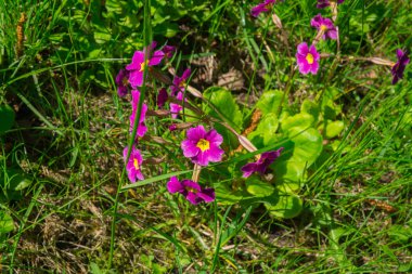 campanula'lar Bahçe, erken ilkbaharda. Güzel, parlak kırmızı çuha çiçeği çiçek