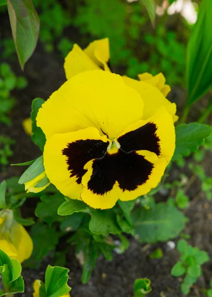 Close-up of multicolored yellow pansy in the garden