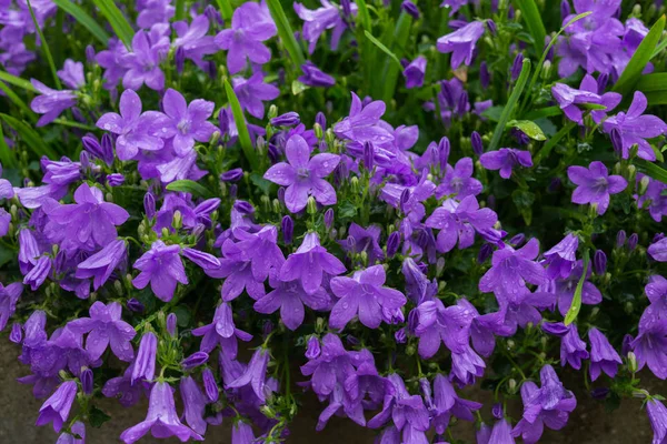 Blue Violet Flowers Bells Stone Pot Campanula Blossom Close — Stock Photo, Image
