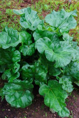 Güzel yeşil ravent bush bahçede