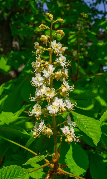kestane çiçek çiçek tree.flowering kestane üzerinde kar-beyaz okları