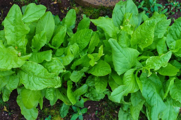 Fundo Padrão Folhas Azeda Orgânica Fresca Para Salada Sopa Verduras — Fotografia de Stock