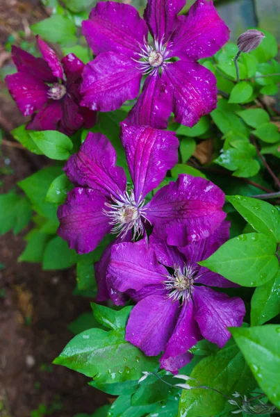 雨上がりの庭で明るく美しい紫のクレマチスの花 — ストック写真