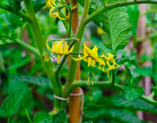 Grande Fleur Jaune Une Tomate Par Une Journée Ensoleillée Dans — Photo