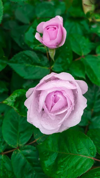 Colorato Bello Delicato Fiore Rosa Giardino — Foto Stock