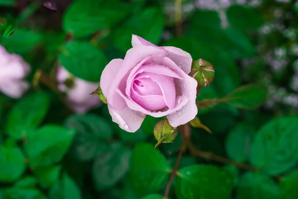 Colorful Beautiful Delicate Flower Rose Garden — Stock Photo, Image