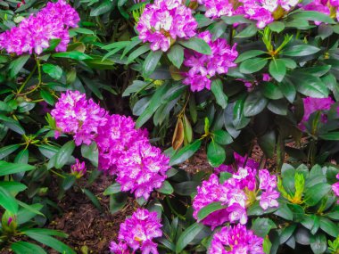 Güzel ormangülü çalılar güzel çiçeklerle mayınları