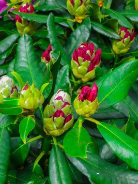Güzel ormangülü çalılar güzel çiçeklerle mayınları
