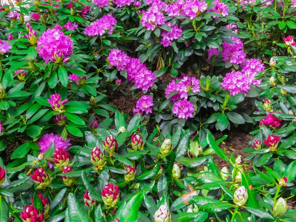 Beautiful Rhododendron Shrubs Strewn Beautiful Flowers — Stock Photo, Image