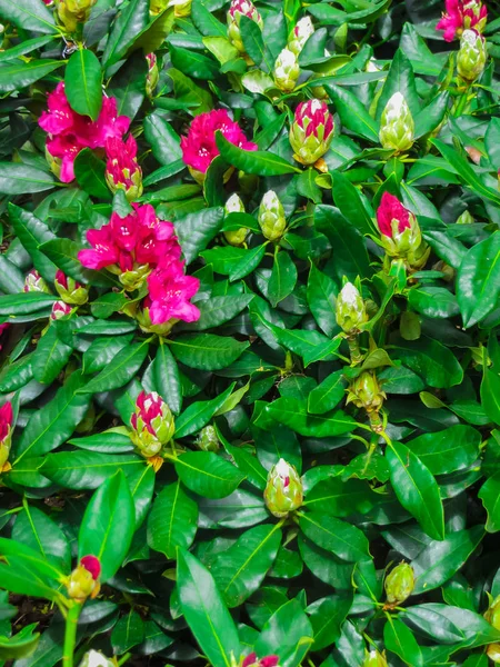 Güzel Ormangülü Çalılar Güzel Çiçeklerle Mayınları — Stok fotoğraf