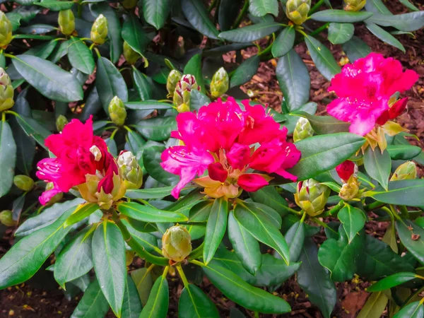 Beautiful Rhododendron Shrubs Strewn Beautiful Flowers — Stock Photo, Image