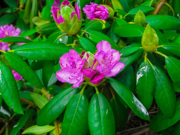 Beautiful Rhododendron Shrubs Strewn Beautiful Flowers — Stock Photo, Image