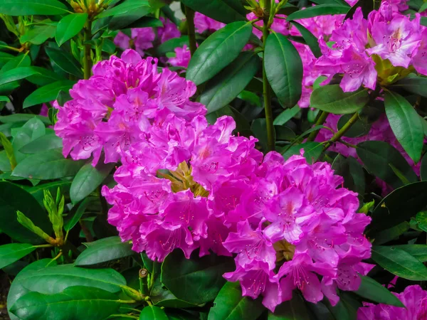 Beautiful Rhododendron Shrubs Strewn Beautiful Flowers — Stock Photo, Image