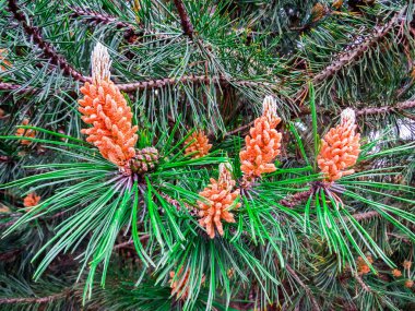 Genç çam erken yaz aylarında vuruyor.