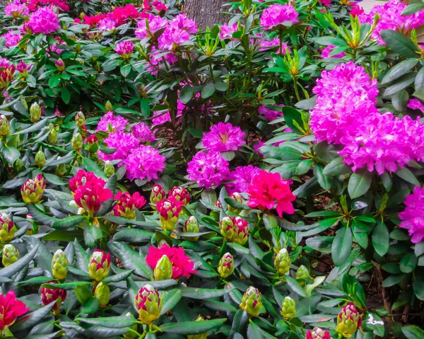 Prachtige Rhododendron Struiken Bezaaid Met Prachtige Bloemen — Stockfoto
