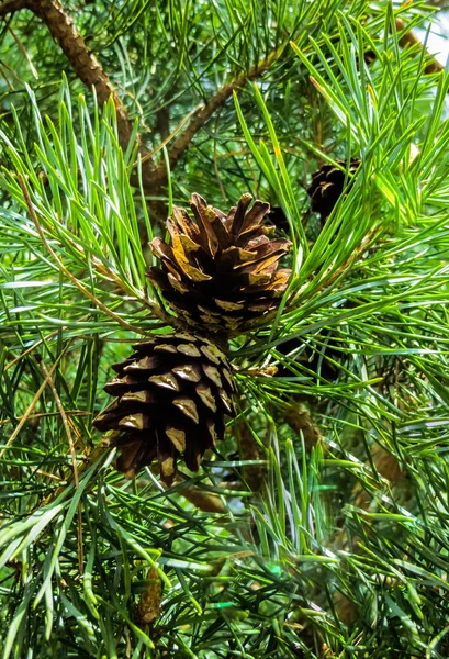 Two Pine Cones Branch Needles — Stock Photo, Image