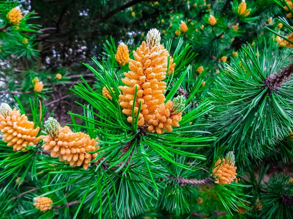 Young Shoots Pine Early Summer — Stock Photo, Image