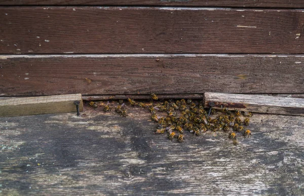 Bees Gray Hives Sunny Day Garden — Stock Photo, Image