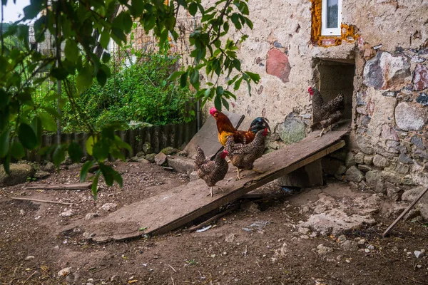 Levende Zelfgemaakte Kippen Achtertuin Het Dorp — Stockfoto