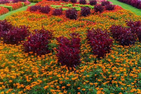 Hermoso Paisaje Del Jardín Verano Composición Decorativa Flores Colores Riga — Foto de Stock