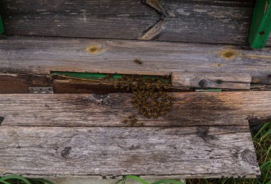 Bahçede güneşli bir gri kovan arı
