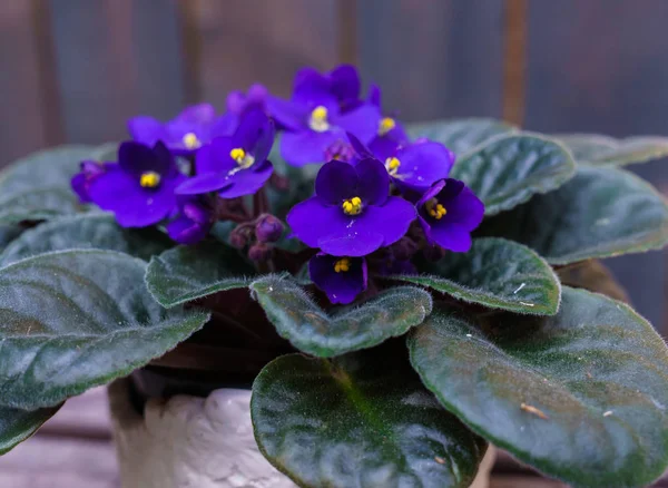 Saintpaulia Purple African Violet Flowerpot Background Wood Planks — Stock Photo, Image