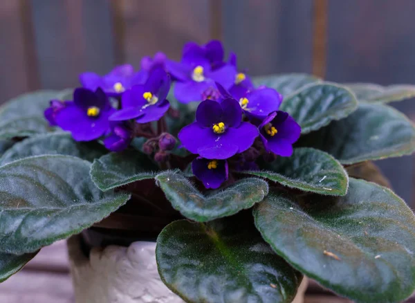 Menekşe, mor African violet ahşap plakalar arka plan üzerinde bir saksı içinde