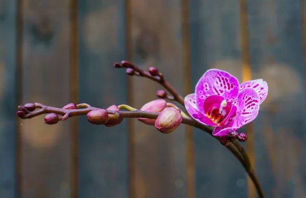 Orchidea Rosa Una Pentola Uno Sfondo Assi Scure Sfondo Naturale — Foto Stock