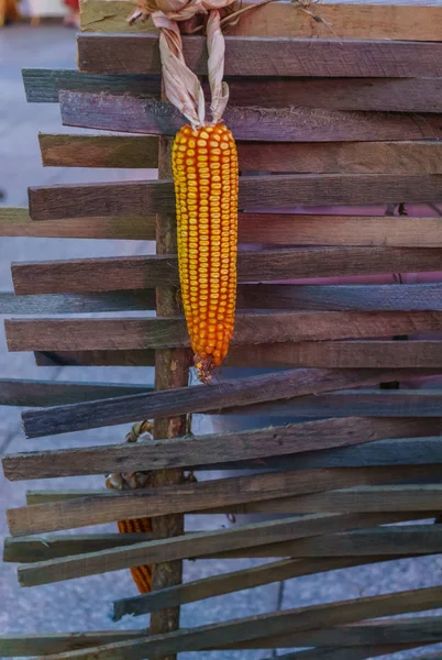 Mature Yellow Corn Cob Hanging Planks — Stock Photo, Image