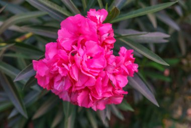 Parkta yeşil yaprakları ile beyaz zakkum çiçekleri.