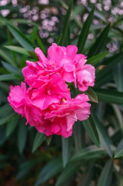 Parkta yeşil yaprakları ile beyaz zakkum çiçekleri.