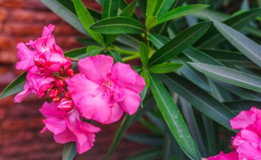 Parkta yeşil yaprakları ile beyaz zakkum çiçekleri.