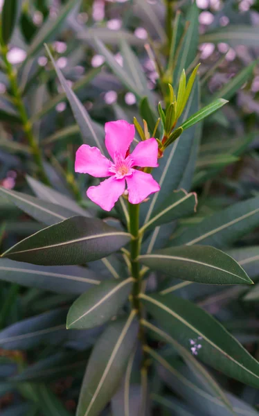 Witte Oleander Bloemen Met Groene Bladeren Het Park — Stockfoto