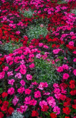 Şehir Parkı içinde çiçek açması balsam bir çiçek yatak.