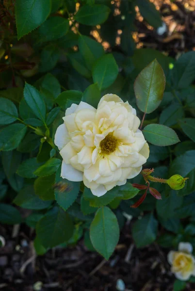 Weiße Rosenblüten mit Knospen im Garten. — Stockfoto