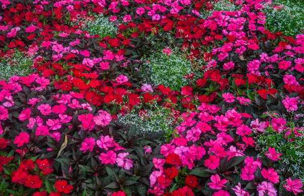 Een bloem bed van bloeiende balsem in een stadspark. — Stockfoto