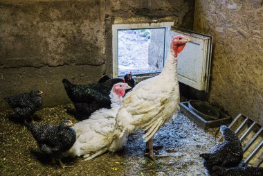 Köyde samanlıkta tavukla beyaz canlı Türkiye