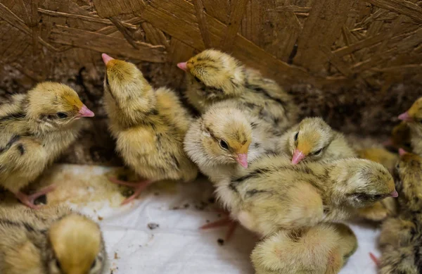 Little chickens hatched quail in a box