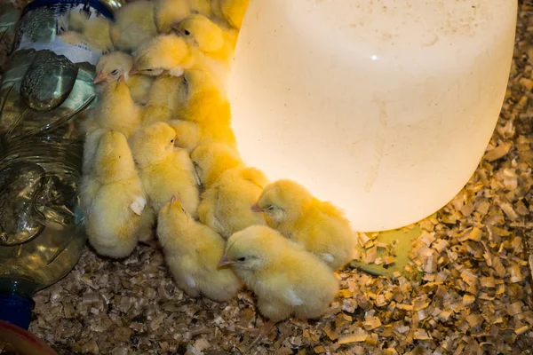 Lots Little Chicks Box Agricultural Farm — Stock Photo, Image