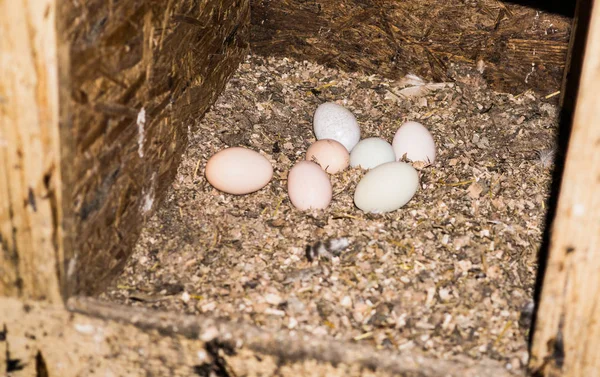 Volledige Achtergrond Van Kleurrijke Pastel Hand Geschilderd Paaseieren — Stockfoto