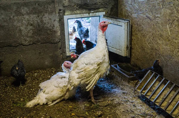 Weißer Lebender Truthahn Mit Huhn Stall Dorf — Stockfoto